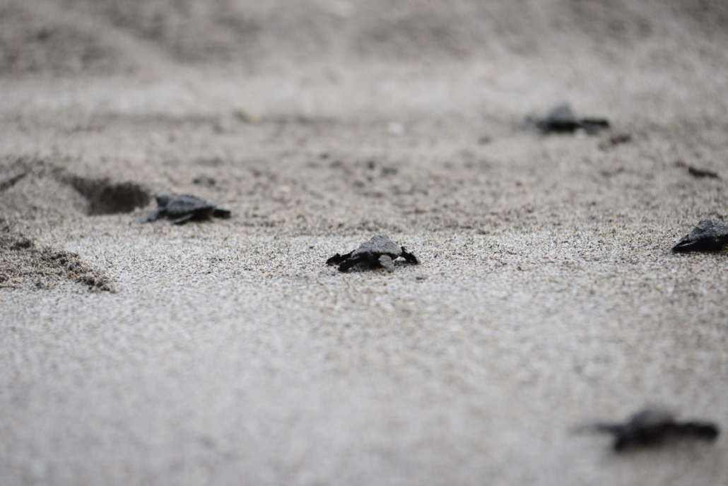 baby sea turtles